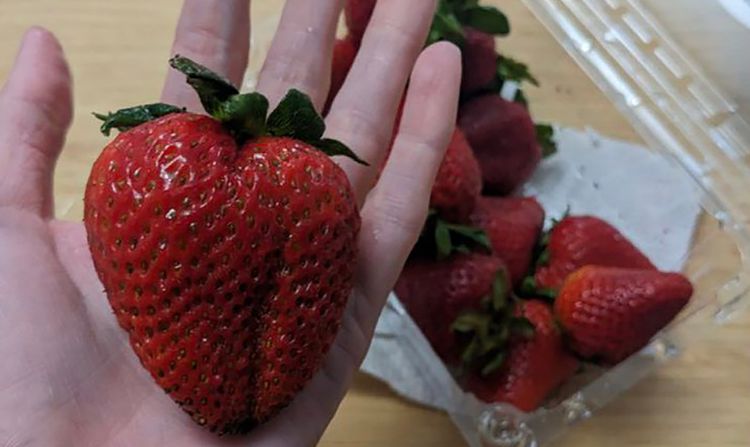 Strawberries Are Supposed to Be Small