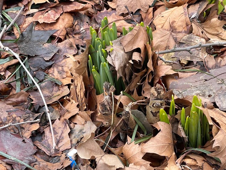 The baby cousin of the tree growing through a wrought iron fence
