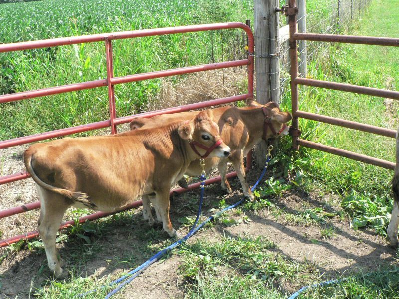 mini Jersey cows