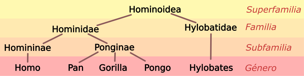 Binomial Names for Humanity, Ranked